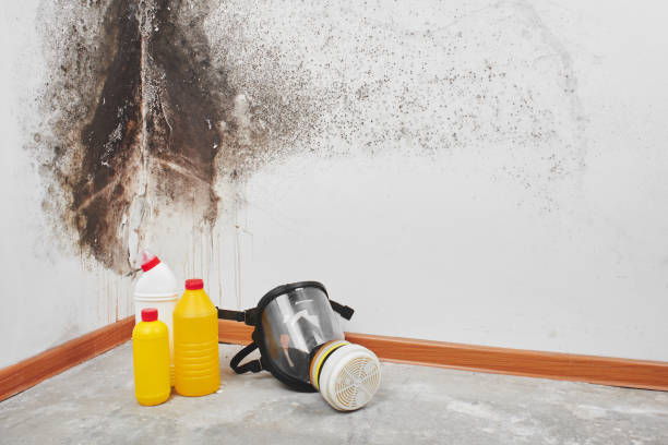 Best Carpet water damage restoration  in East Newark, NJ