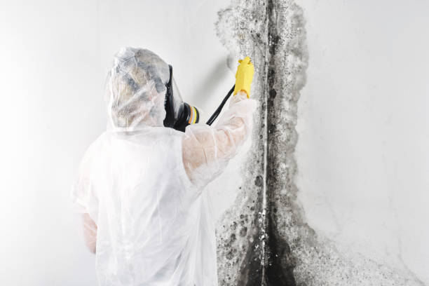 Best Mold removal after water damage  in East Newark, NJ