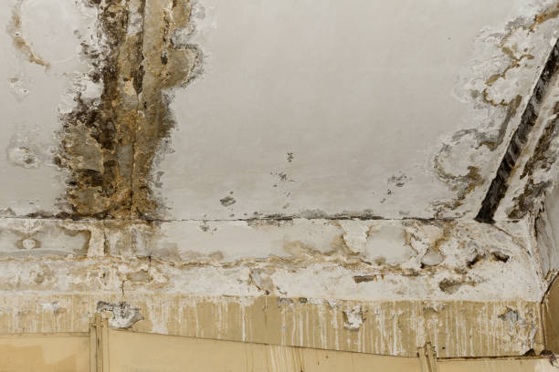 Best Local water damage restoration  in East Newark, NJ